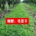果园绿肥种子光叶紫花苕长柔毛野豌豆毛苕子养蜂蜜源植物厂家
