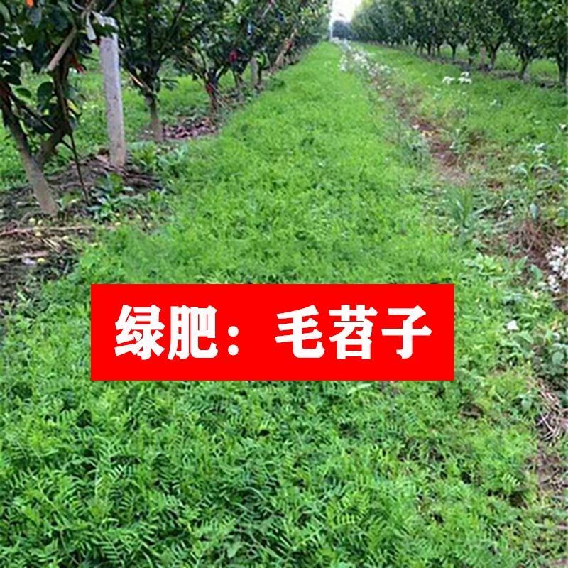 果园绿肥种子光叶紫花苕长柔毛野豌豆毛苕子养蜂蜜源植物厂家