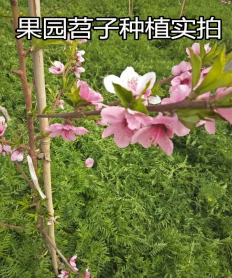 果园绿肥种子光叶紫花苕长柔毛野豌豆毛苕子养蜂蜜源植物厂家