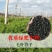 果园绿肥种子光叶紫花苕长柔毛野豌豆毛苕子养蜂蜜源植物厂家