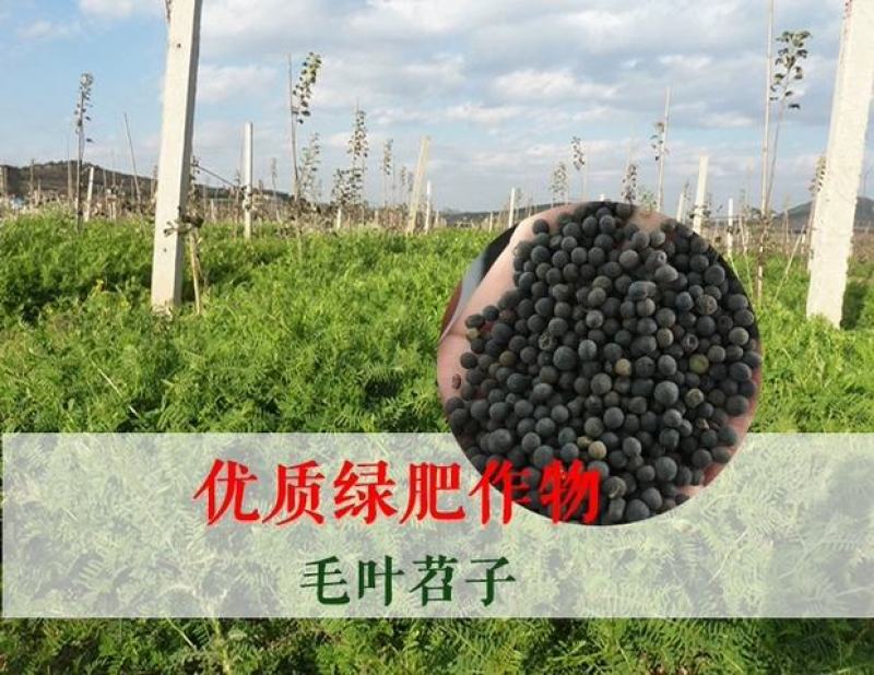 果园绿肥种子光叶紫花苕长柔毛野豌豆毛苕子养蜂蜜源植物厂家
