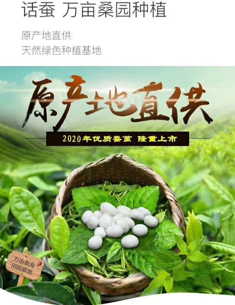 云端养殖/万亩桑园自养自产自销
