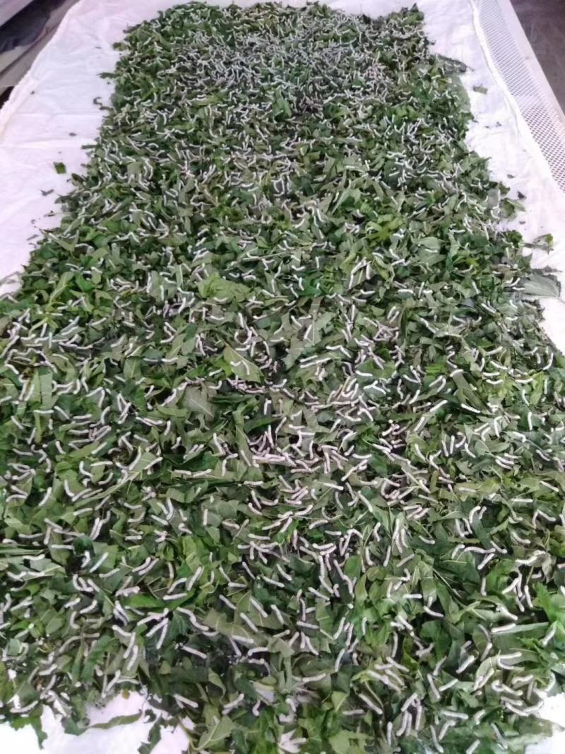 云端养殖/万亩桑园自养自产自销