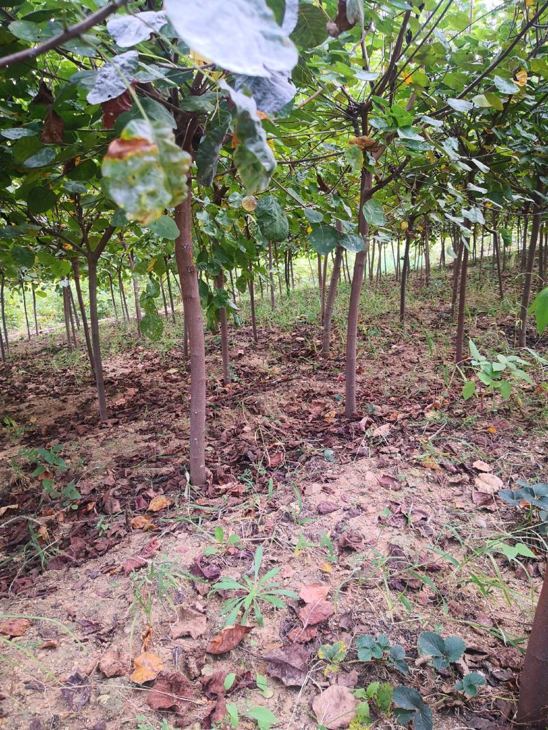 黄栌，黄栌树，优质黄栌绿化用树，2-6公分的优质黄栌