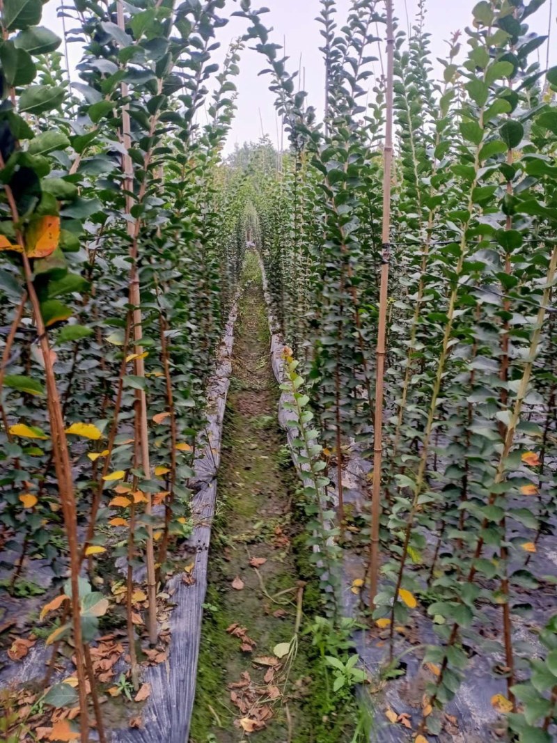 紫薇条子货，高度1.5-3米都有货，成都郫县基地。