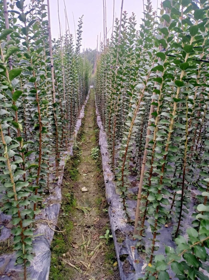 紫薇条子货，高度1.5-3米都有货，成都郫县基地。