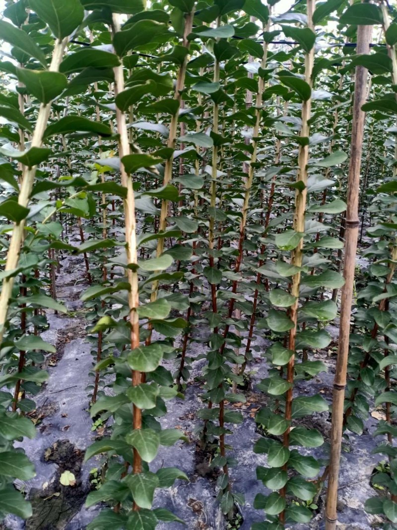 紫薇条子货，高度1.5-3米都有货，成都郫县基地。