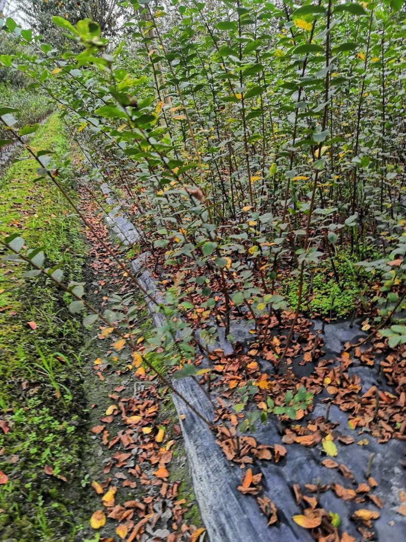 紫薇条子货，高度1.5-3米都有货，成都郫县基地。
