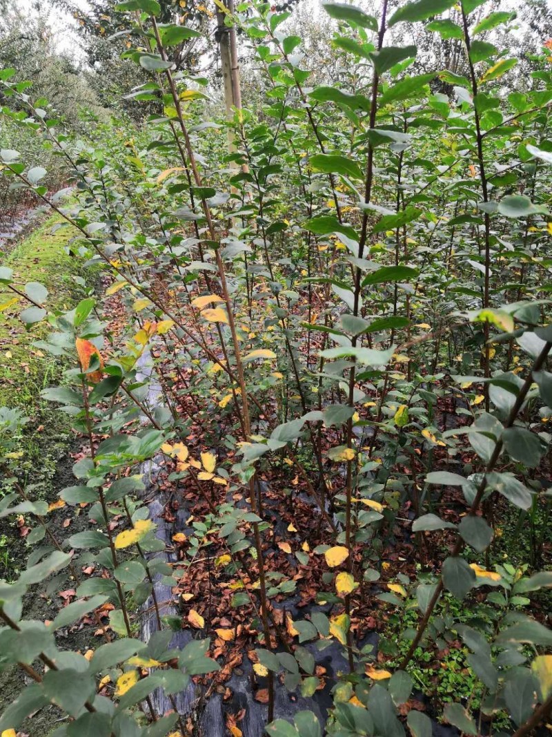 紫薇条子货，高度1.5-3米都有货，成都郫县基地。