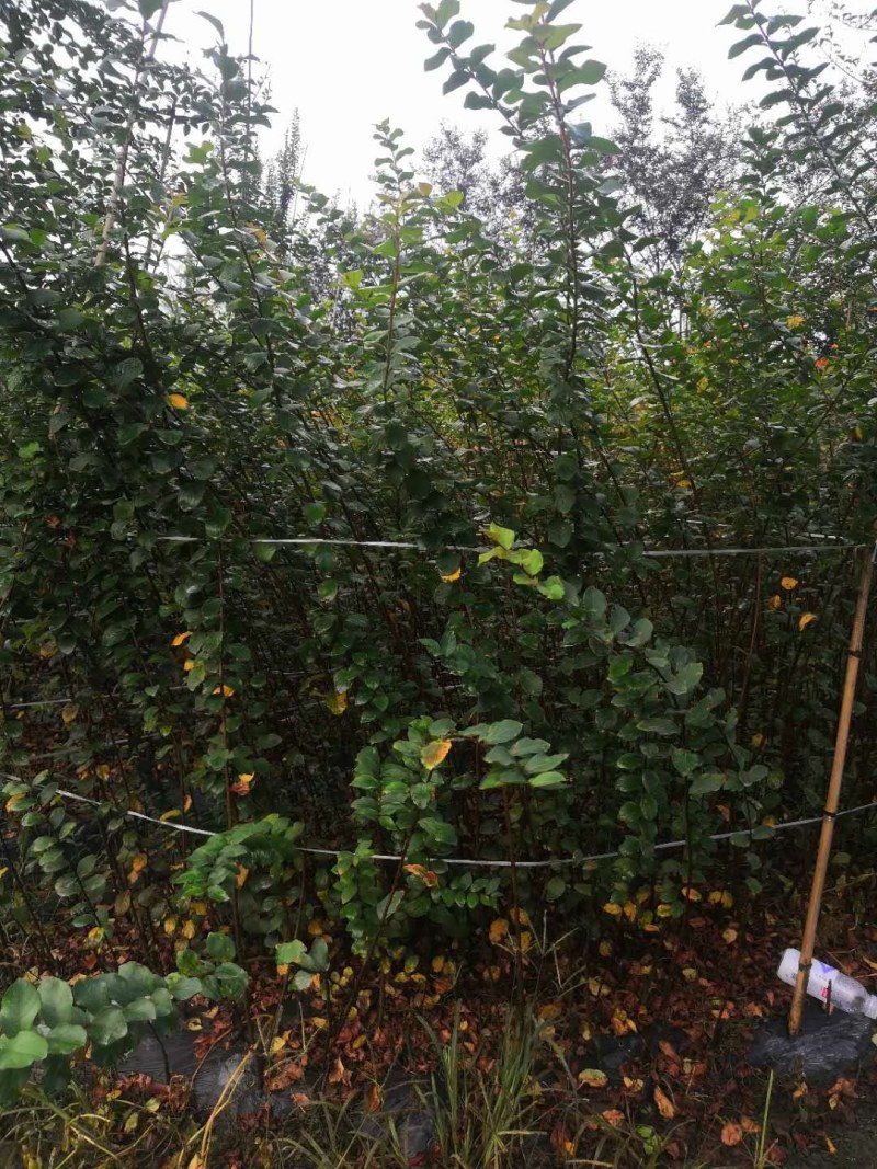 紫薇条子货，高度1.5-3米都有货，成都郫县基地。