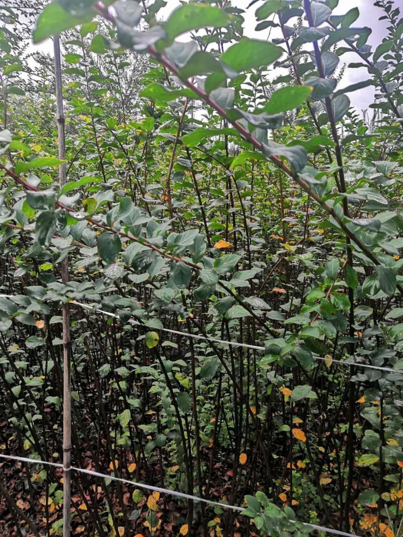 紫薇条子货，高度1.5-3米都有货，成都郫县基地。