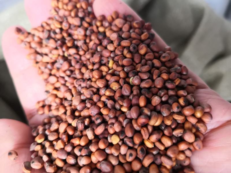 莱菔子河北干货药用干净无杂质量大从优