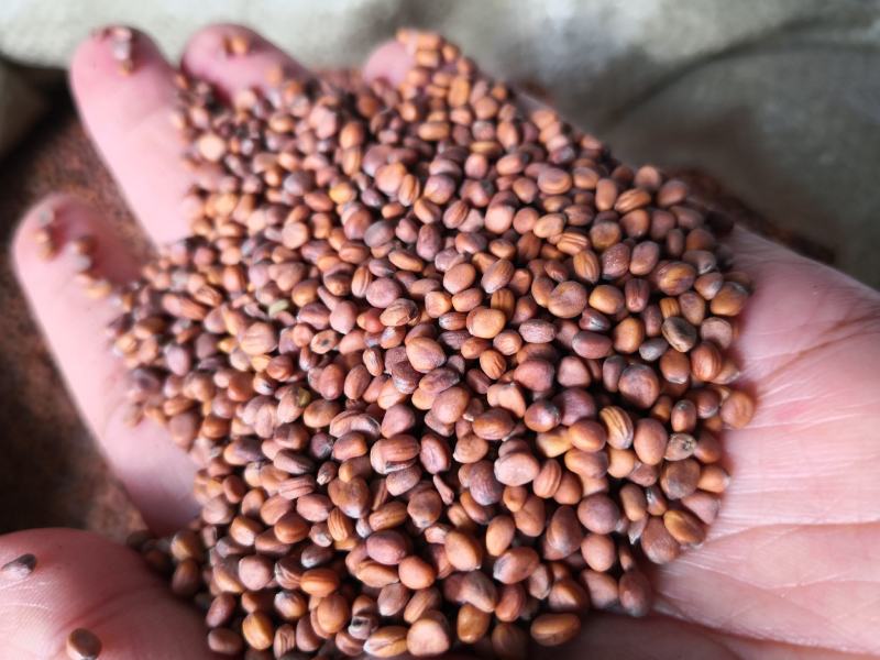 莱菔子河北干货药用干净无杂质量大从优