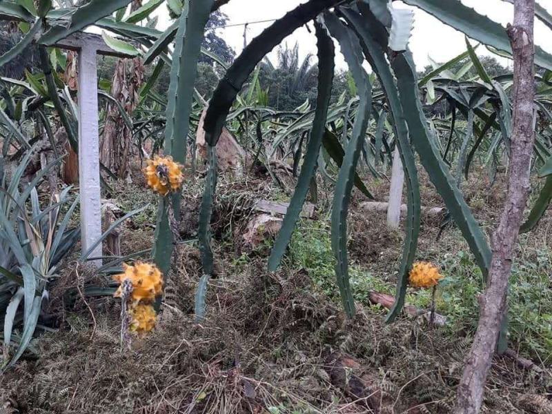 秘鲁燕窝，嫁接苗，自粉，抗病甜度26度，包活包技术