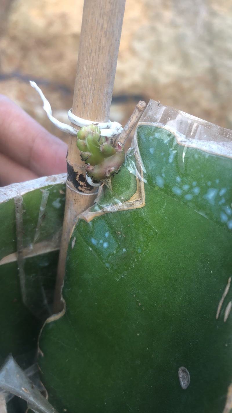 秘鲁燕窝，嫁接苗，自粉，抗病甜度26度，包活包技术