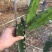 秘鲁燕窝，嫁接苗，自粉，抗病甜度26度，包活包技术