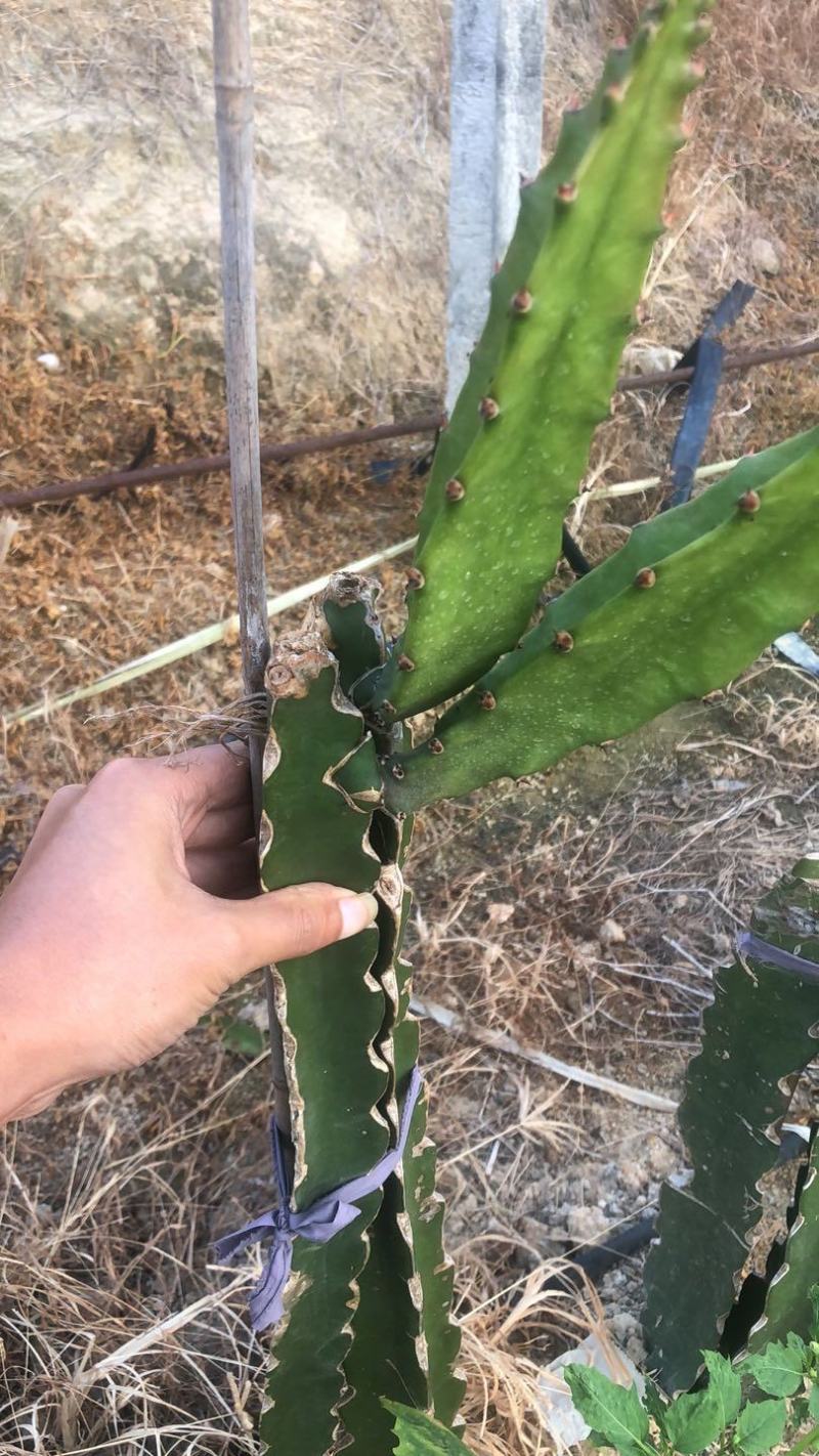 秘鲁燕窝，嫁接苗，自粉，抗病甜度26度，包活包技术