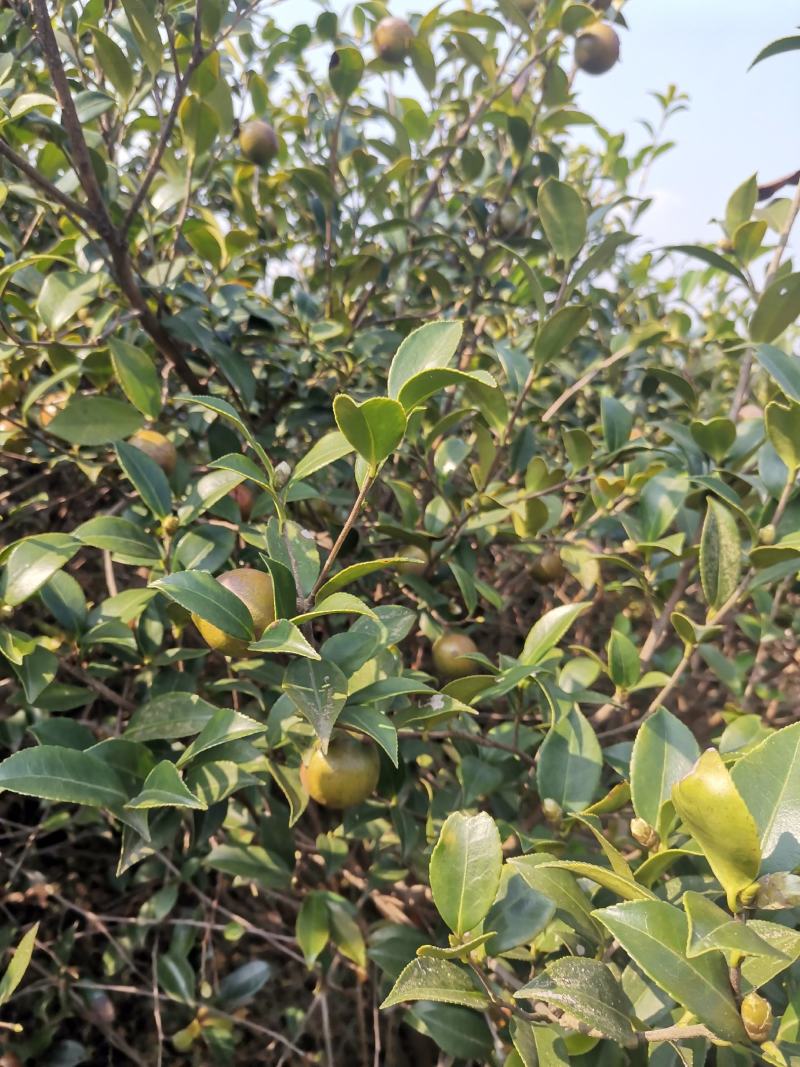 油茶果，还有一个礼拜左右就可以摘了，今年品质不错，