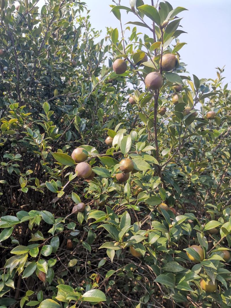 油茶果，还有一个礼拜左右就可以摘了，今年品质不错，
