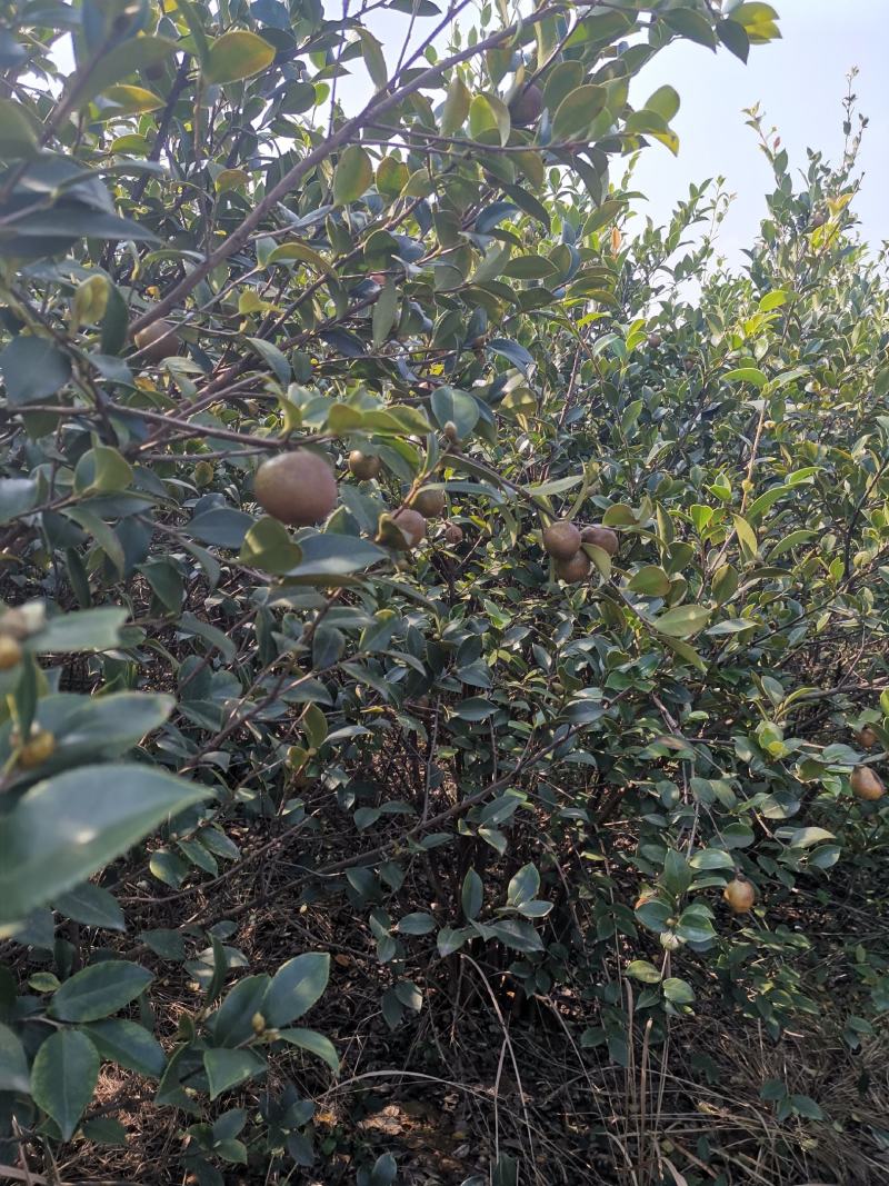 油茶果，还有一个礼拜左右就可以摘了，今年品质不错，