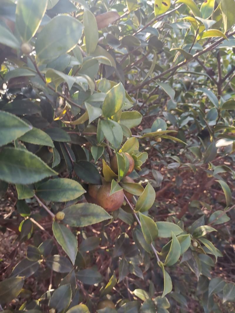 油茶果，还有一个礼拜左右就可以摘了，今年品质不错，