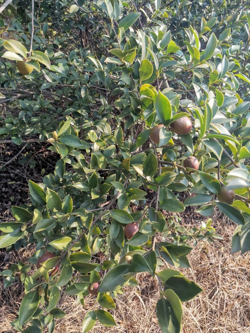 油茶果，还有一个礼拜左右就可以摘了，今年品质不错，