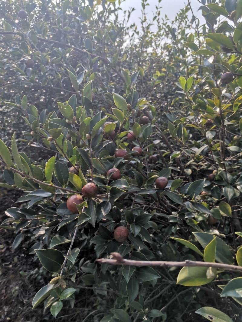 油茶果，还有一个礼拜左右就可以摘了，今年品质不错，