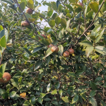 油茶果，还有一个礼拜左右就可以摘了，今年品质不错，