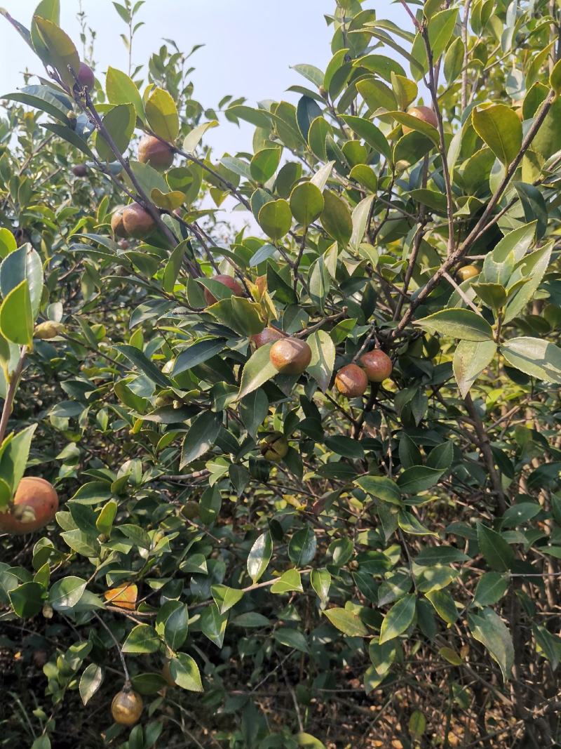 油茶果，还有一个礼拜左右就可以摘了，今年品质不错，