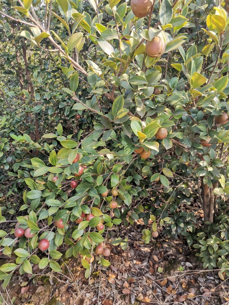 油茶果，还有一个礼拜左右就可以摘了，今年品质不错，