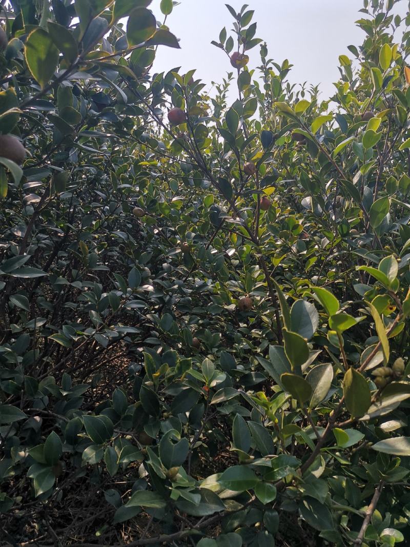 油茶果，还有一个礼拜左右就可以摘了，今年品质不错，