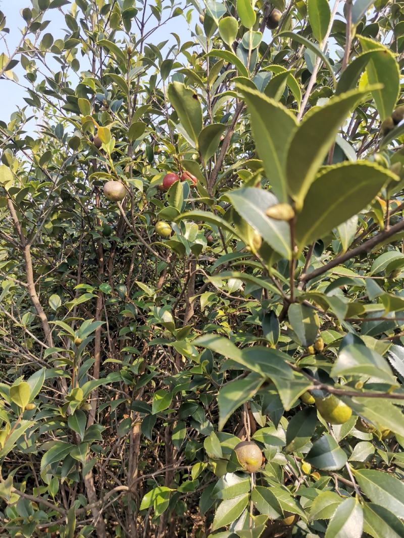 油茶果，还有一个礼拜左右就可以摘了，今年品质不错，