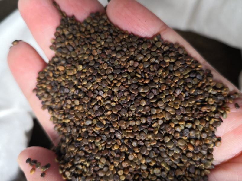 沙苑子水洗干货药用选货干净无杂质量大从优