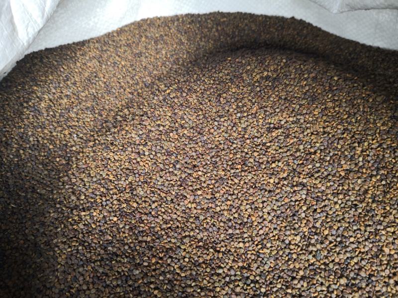 沙苑子水洗干货药用选货干净无杂质量大从优