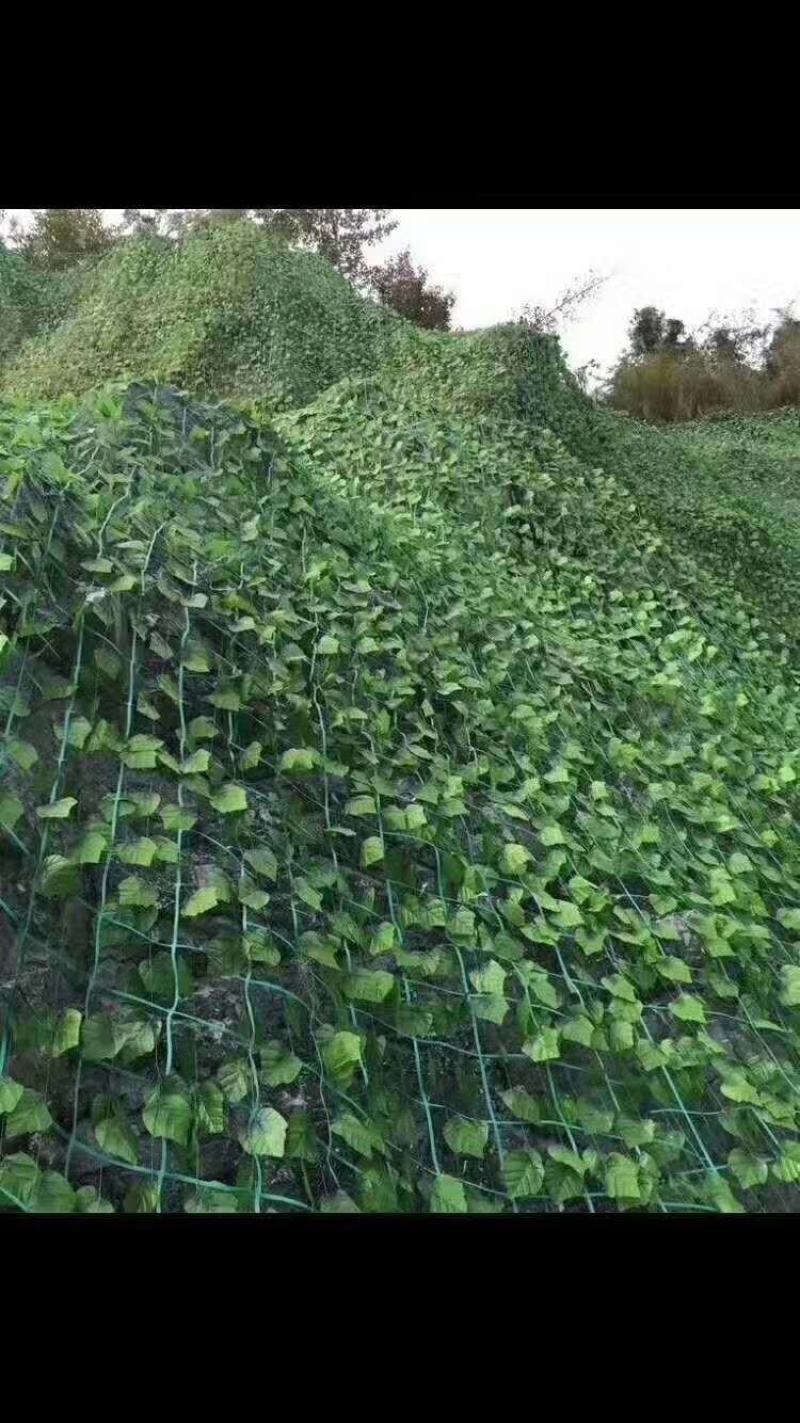 仿真绿植围挡绿叶篱笆爬山虎植物墙绿萝栅栏垂直绿化围栏叶子