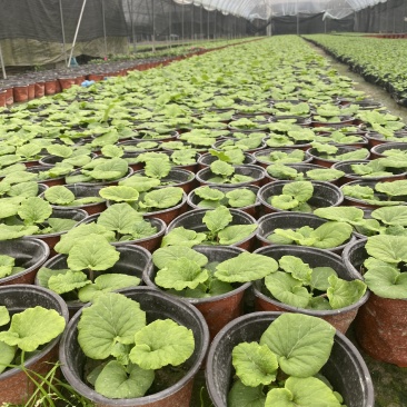 大花樱草杯苗成都基地直销，大花樱草杯苗价格