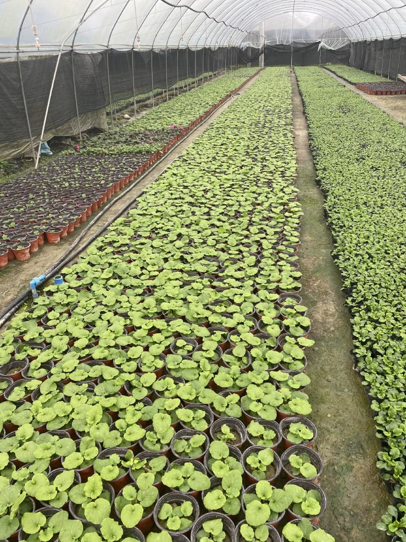 大花樱草杯苗成都基地直销，大花樱草杯苗价格