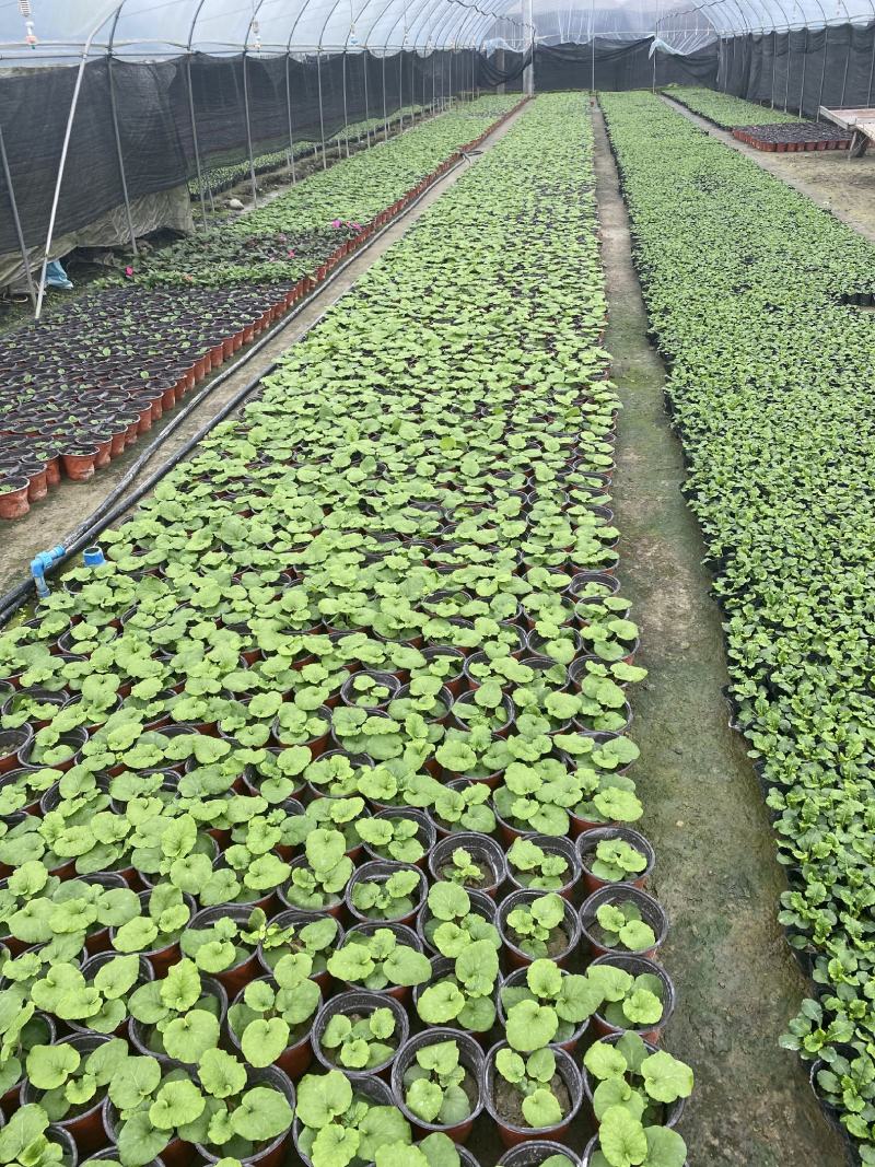 大花樱草杯苗成都基地直销，大花樱草杯苗价格