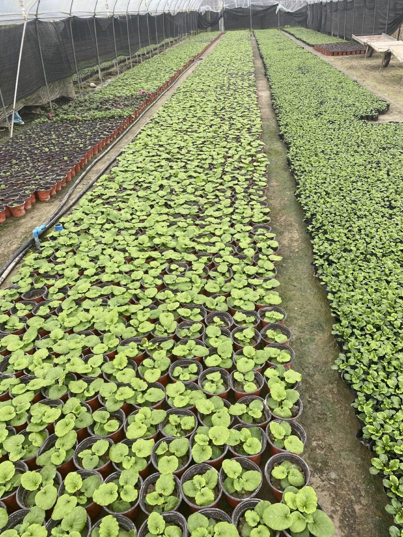 大花樱草杯苗成都基地直销，大花樱草杯苗价格