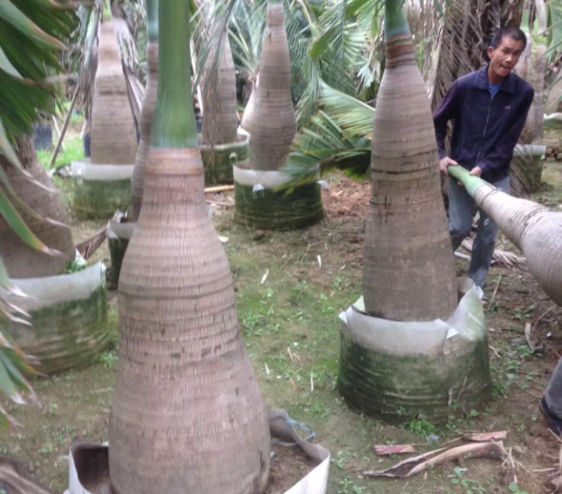 福建精品酒瓶椰子价格批发精品酒瓶椰子树漳州产地直销批发