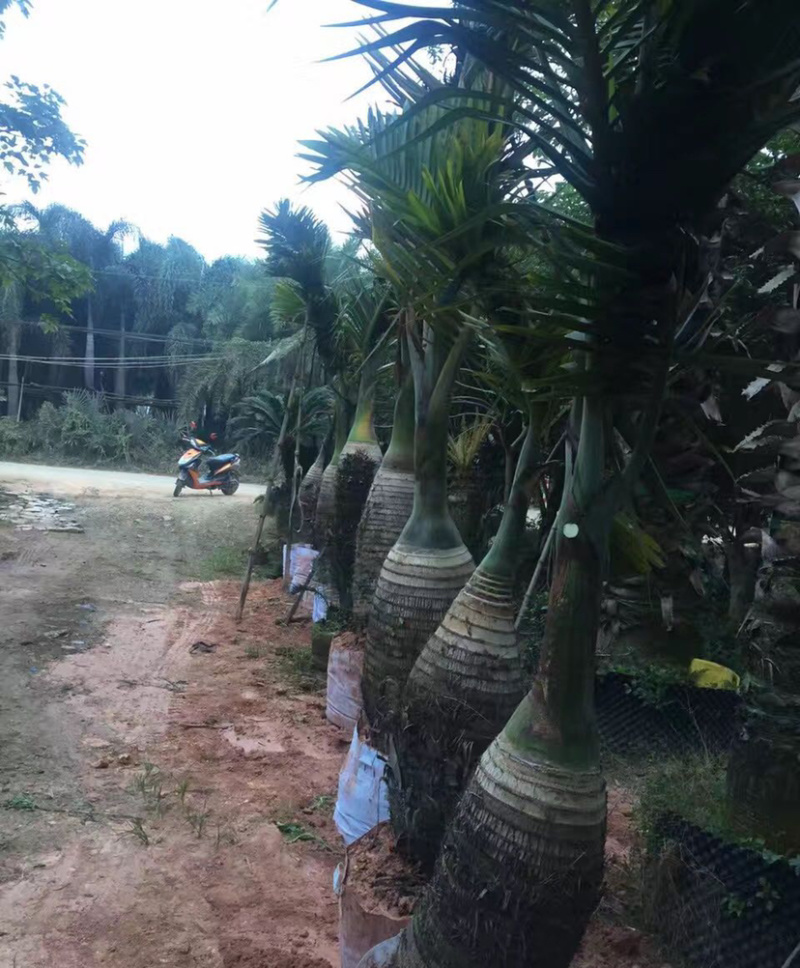 福建精品酒瓶椰子价格批发精品酒瓶椰子树漳州产地直销批发