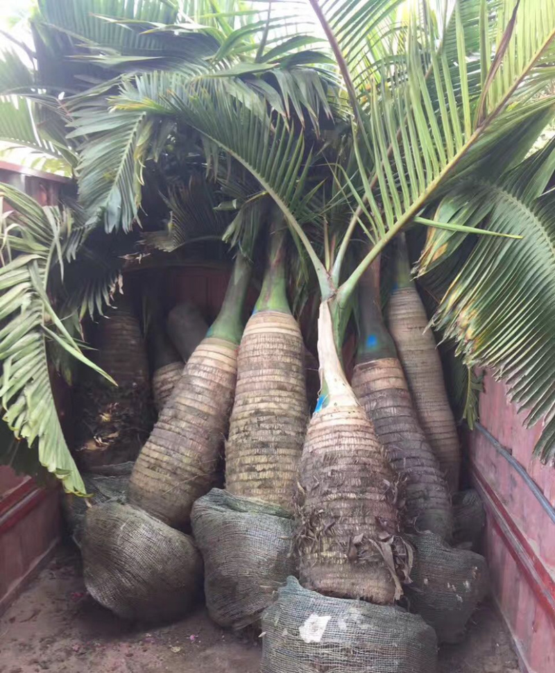 福建精品酒瓶椰子价格批发精品酒瓶椰子树漳州产地直销批发