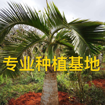 福建精品酒瓶椰子价格批发精品酒瓶椰子树漳州产地直销批发