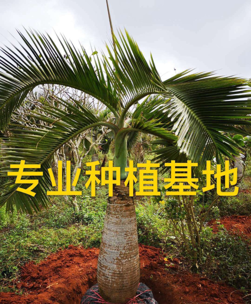 福建精品酒瓶椰子价格批发精品酒瓶椰子树漳州产地直销批发