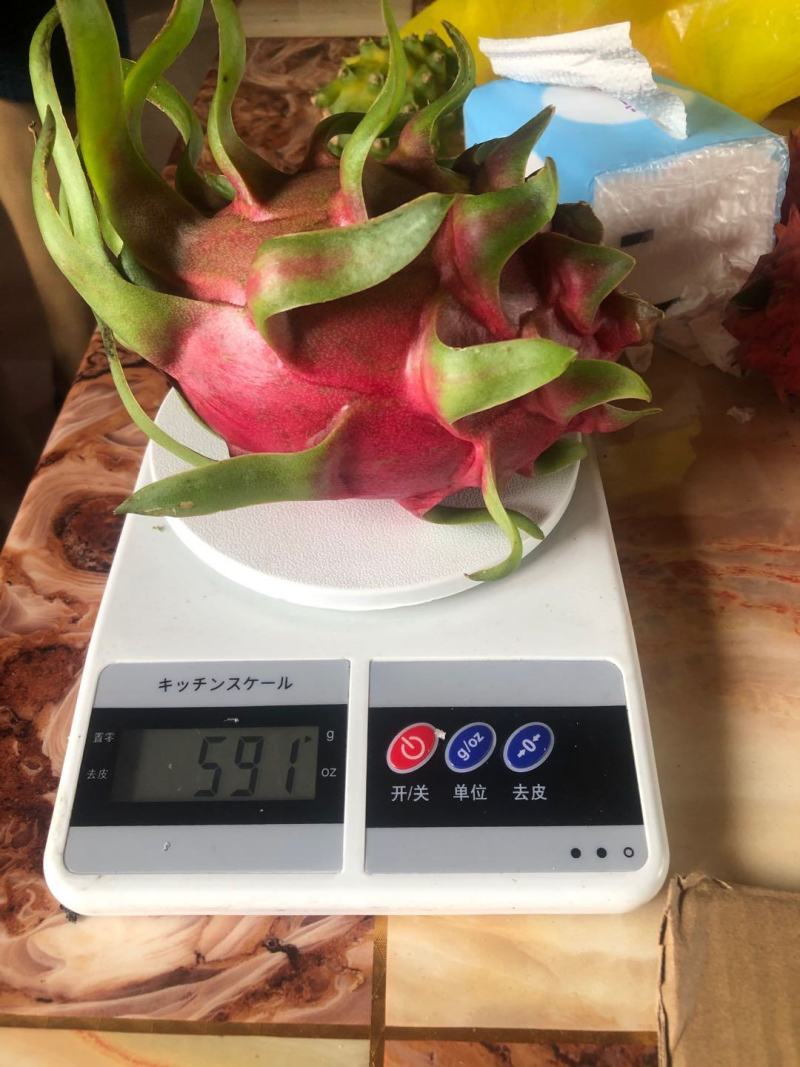双色火龙果苗，根系壮，自粉，耐寒抗病，荔枝味，包活包技术