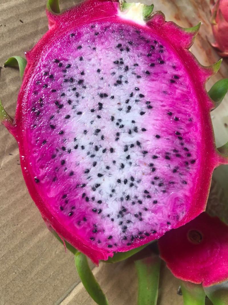 双色火龙果苗，根系壮，自粉，耐寒抗病，荔枝味，包活包技术