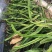双色火龙果苗，根系壮，自粉，耐寒抗病，荔枝味，包活包技术