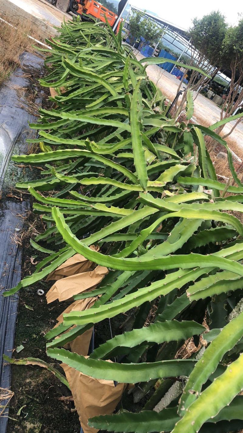 双色火龙果苗，根系壮，自粉，耐寒抗病，荔枝味，包活包技术