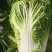 黄心白菜，六斤左右，质量没得说