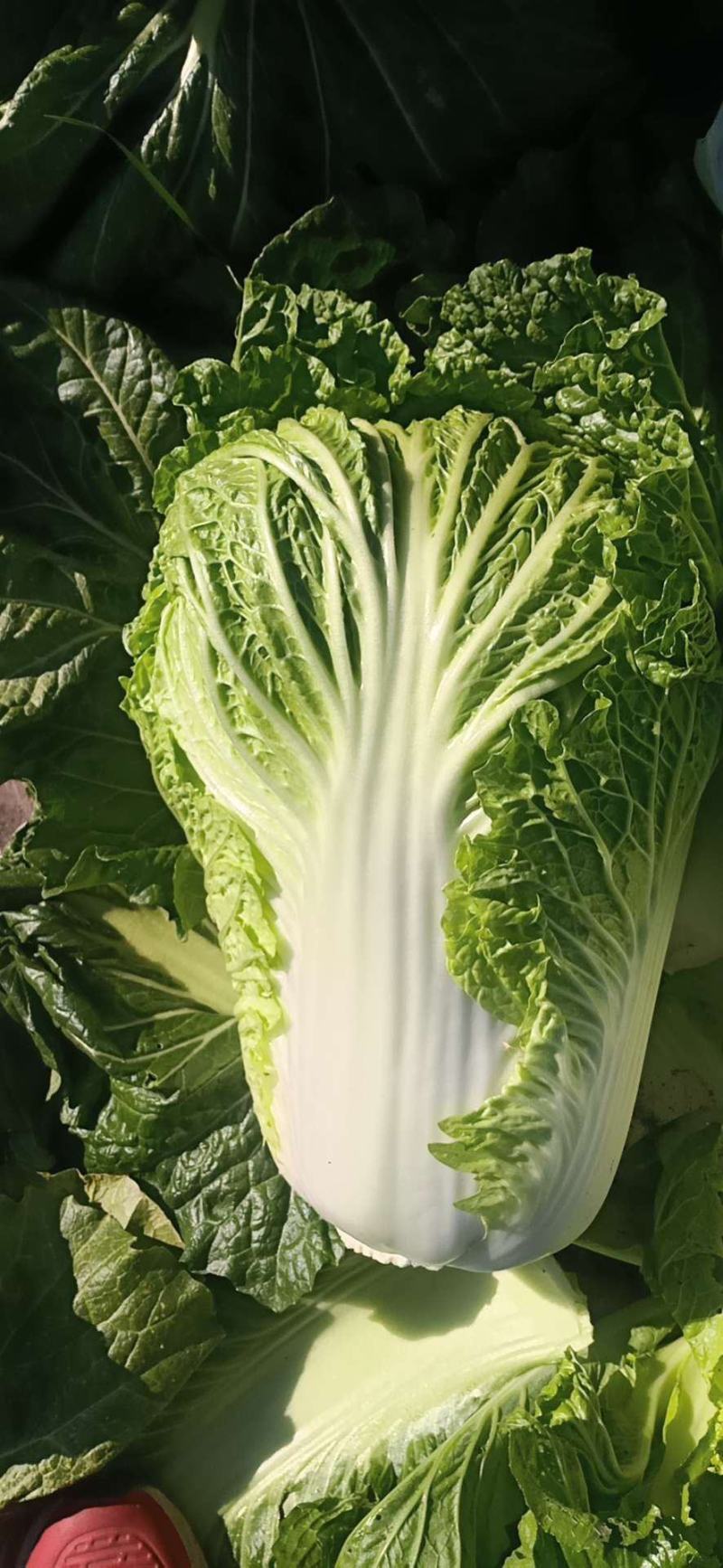 黄心白菜，六斤左右，质量没得说